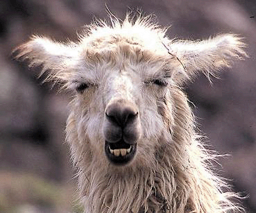 lama1-3522b9a.gif